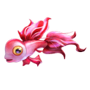孔雀魚-鯊很大4